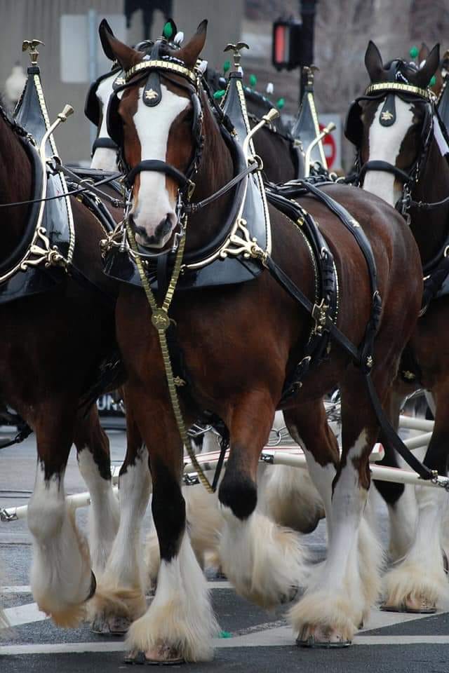 Clydesdale Horses